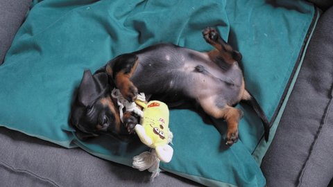 Cute dachshund is lying belly up on cozy pillow in pet bed and fooling around with special soft toy for baby dog, top view. Energetic entertainment for hyperactive puppy