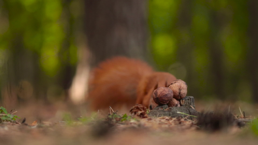 A cute squirrel chooses a nut.The squirrel is sniffing nuts. Animal, wild, cute, rodent, nature, forest, nut, stump, macro, blurred background, choice, funny, curiosity. | Shutterstock HD Video #1058907236