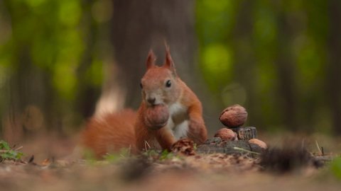 A cute squirrel chooses a nut.The squirrel is sniffing nuts. Animal, wild, cute, rodent, nature, forest, nut, stump, macro, blurred background, choice, funny, curiosity.