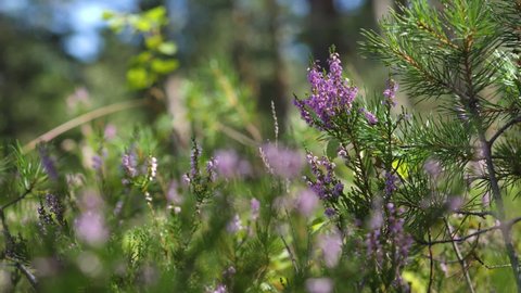Heather Flowers in Wild Pine Forest in Slow Motion