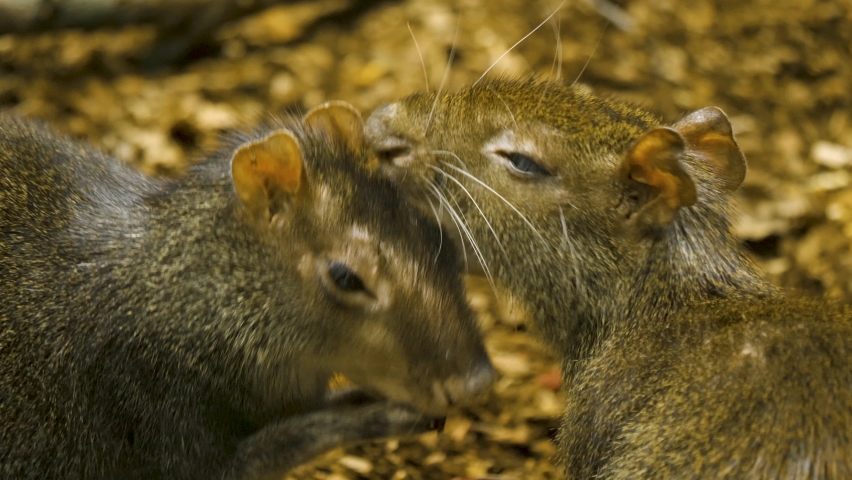 Two agouti  sit facing each other. One licks the others face as it chews on food it picks up from the ground.