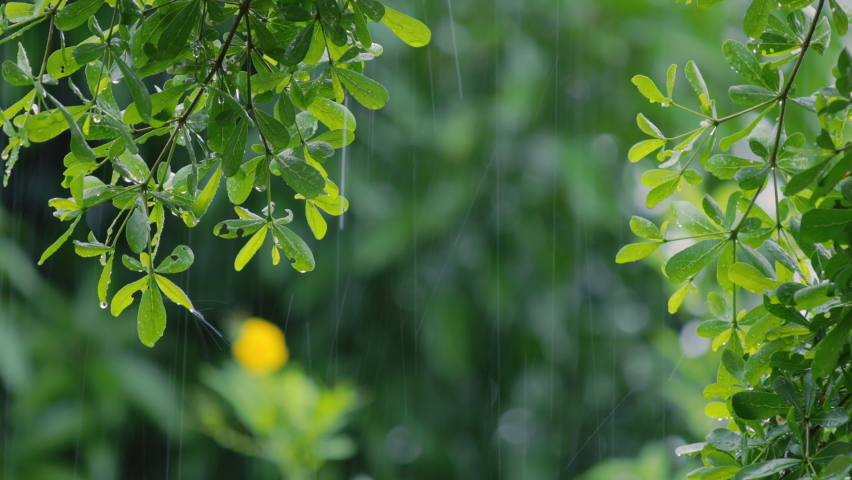 4K Close up raining over the tree. Close up raining over leaves on day time. Light rainfall over little tree. Green nature concept.