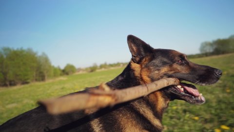 A German shepherd dog playing on a green field. Slow motion steadicam footage.