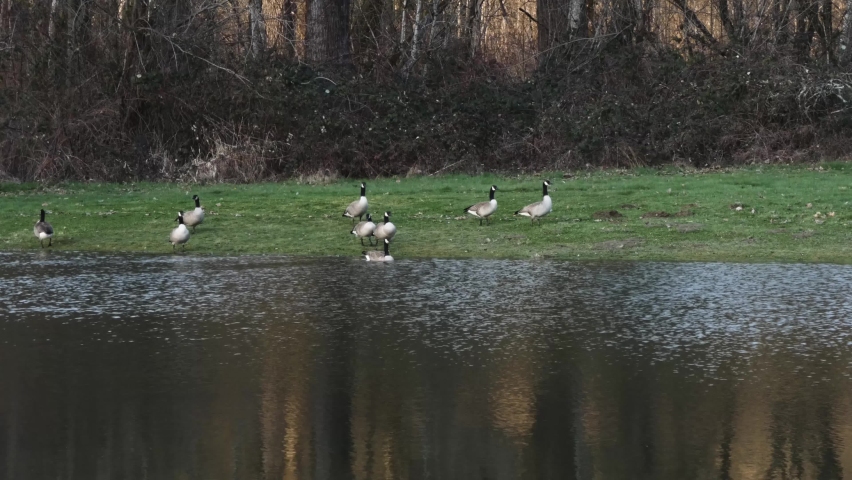 a large grouping of canadian geese enjoying flood water
