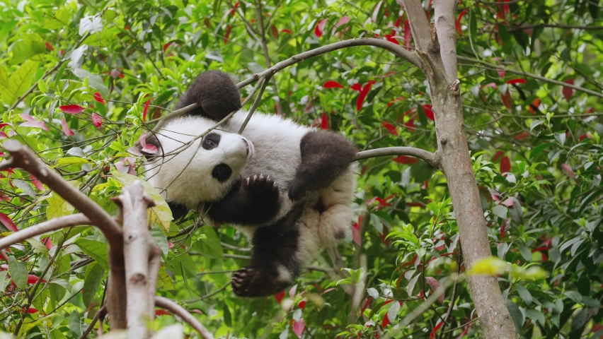 One lovely young panda bear playing hanging in the tree | Shutterstock HD Video #1058918003