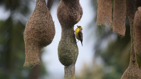 Yellow weaver bird building it's nest.