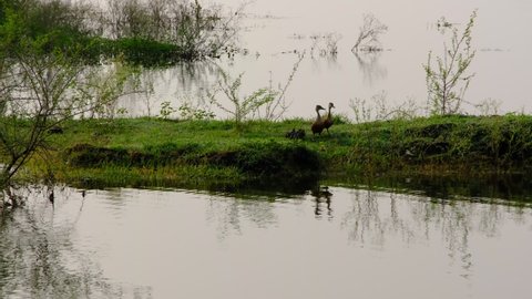 Wild ducks with ducklings around lake