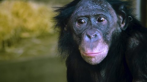 Close up of bonobo face, its eyes move side to side,