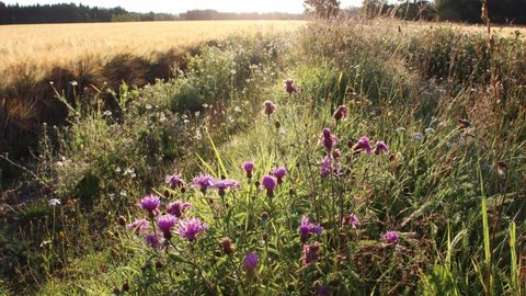 Common Knapweed growing in meadow next to  barley field