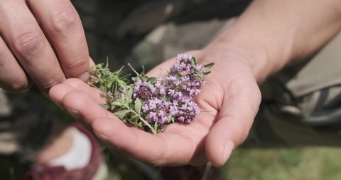 Close-up shot: Man hands take a Red Clover flower on a field. Sunny summer day. The red clover blooms. 4k. Slow motion