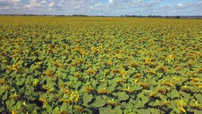 Drone video of a field with sunflowers. Fertile land. Ripe sunflowers. Organic food.