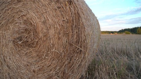Round bale of hay on a mown wheat field close up