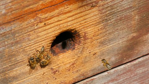 Bees fly out and fly into the round entrance of a wooden vintage beehive in an apiary close up view.