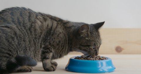 Dry feed  and tabby cat. Cat eats food from a bowl close-up in light room on day time. Cat jumps into frame to a bowl of dry food and eats with appetite.