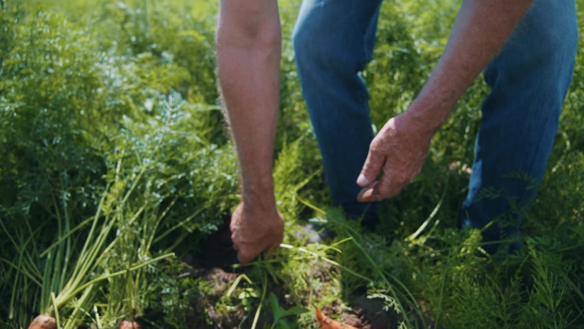 Close up of farm specialist worker pulling out freshly picked carrots and showing at camera. Summer vegetable growth. Production of natural food. Agribusiness. | Shutterstock HD Video #1058930747