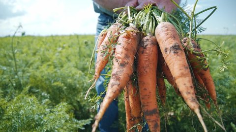 Close up of farm specialist worker pulling out freshly picked carrots and showing at camera. Summer vegetable growth. Production of natural food. Agribusiness.