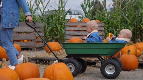 Fun and educational day at pumpkin patch. Mom carrying her baby twins in a cart through field with pumpkins 