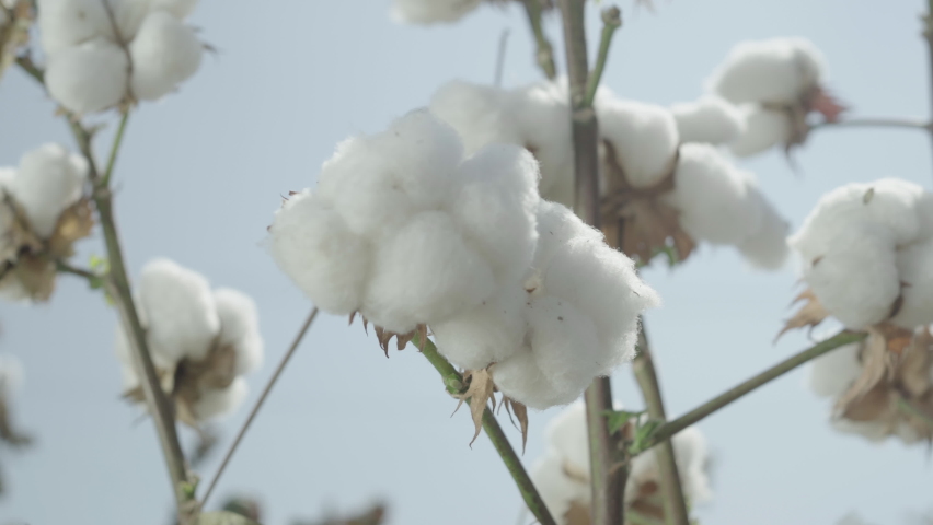 cotton on a branch close up Royalty-Free Stock Footage #1058933216