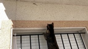 Black cat climbing on window trying to get salamandra sitting on wall FullHD footage