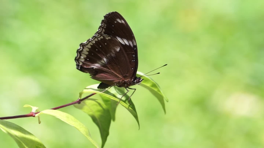 Butterflies are perched on a green branch.