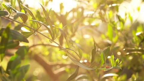 Olive tree branches swaying in slow motion close-up. Olive garden in beautiful sunset light at spring. Sicilian olive farm in Italy