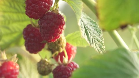 Berry farm. Ripe raspberry fruits on bush. Macro shot