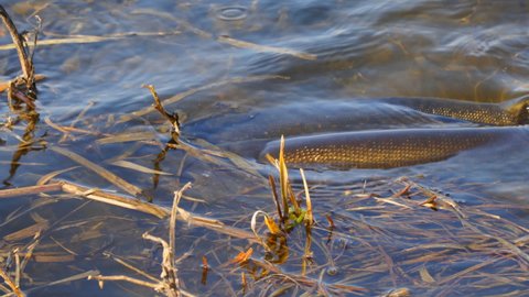 Two pike near the shore. The spawning of pike