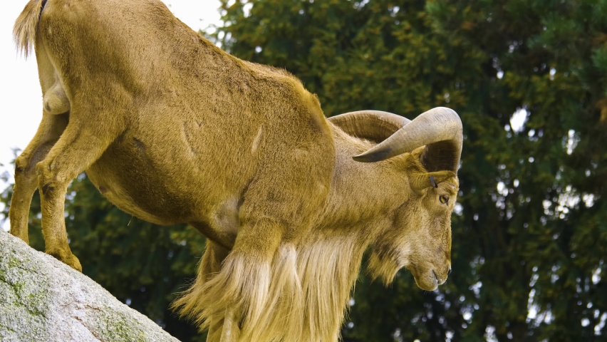 African mountain goat standing on a rock