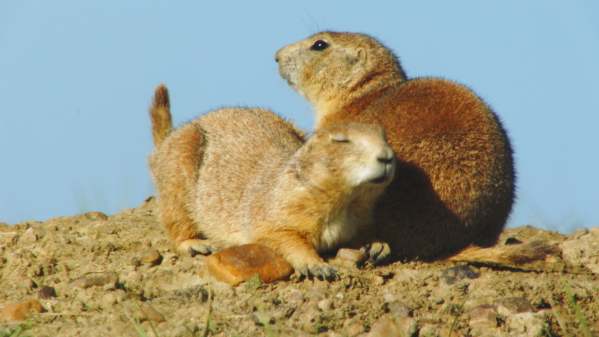 CU Two black tailed prairie dog (Cynomys ludovicianus) relaxing against clear sky | Shutterstock HD Video #1058949743