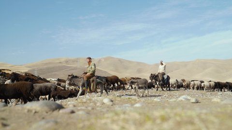 samarkand/uzbekistan.09.09.2019 shepherds riding donkeys take cattle to pasture in tajikistan