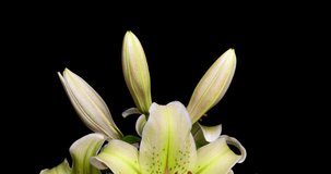 Yellow lilies bloom on a black background, time lapse, beautiful flowers