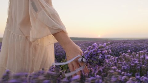 Hand woman holds blooming lavender with bunch of lavender at sunset in dress sunny day in summer slow motion. Woman walks through blooming lavender field, meditates, enjoys nature. Relax. Aromatherapy