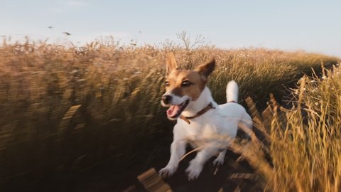 Dog Jack Russell Terrier runs Wheat Field with grass along country road for walk with his owner sticking out tongue in summer in sun at sunset slow motion. Pet runs quickly in meadow. Lifestyle. Pet
