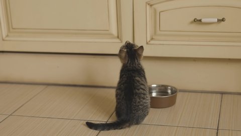 Gray cat on the kitchen 