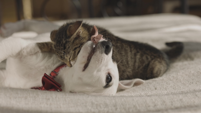 Little cat and dog playing on the bed Royalty-Free Stock Footage #1058955509