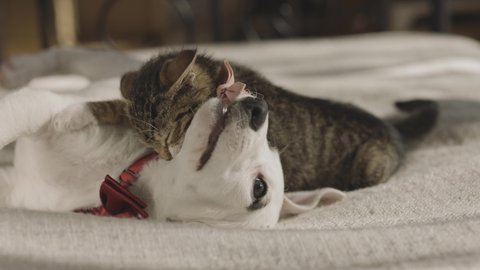 Little cat and dog playing on the bed