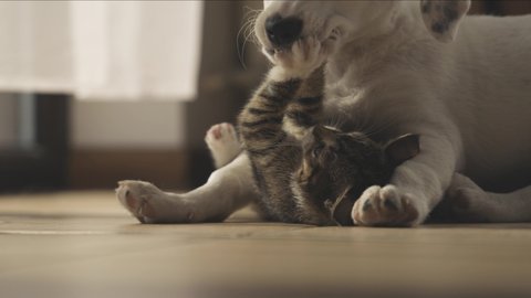Cat and dog playing with each other