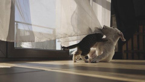 Little kitty and puppy having fun near window. 4k slow motion. 