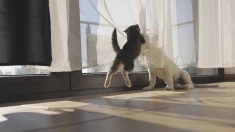 Kitty and puppy playing together