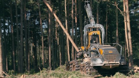 Lumber Industry - Felling of a pine forest with industrial logging