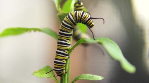 Monarch Caterpillar eating Milkweed Plant close up 4k