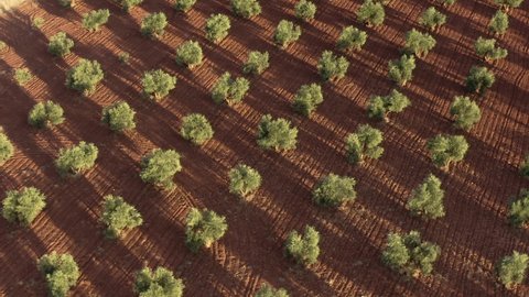 aerial drone plane with olive trees agriculture farm work field spain colors sunset sun sun natural red earth work farmer