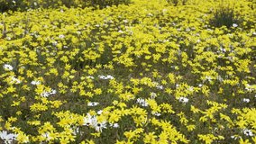 Beautiful Yellow Field of Spring flowers swaying in a light breeze