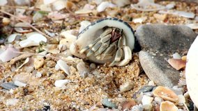 Video of a little hermit crab.