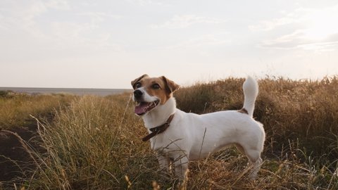 Dog Jack Russell Terrier on Walk in Wheat Field on country road sticking out his tongue with his owner in summer in sun at sunset slow motion. Dog runs quickly in meadow. Pet. Farm. Lifestyle