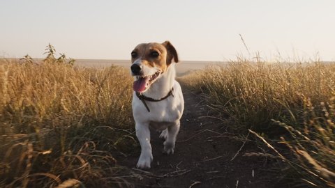Dog Jack Russell Terrier on Walk in Wheat Field on country road sticking out his tongue with his owner in summer in sun at sunset slow motion. Dog runs quickly in meadow. Pet. Farm. Agro