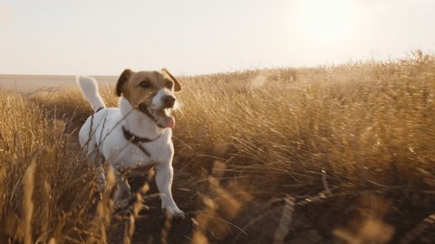 Dog Jack Russell Terrier on Walk in Wheat Field on country road sticking out his tongue with his owner in summer in sun at sunset slow motion. Dog runs quickly in meadow. Pet. Farm. Agro: film stockowy