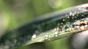 Extreme close-up footage of sunlight shinning on dew drops on wet morning green grass, nature, growth, environment 