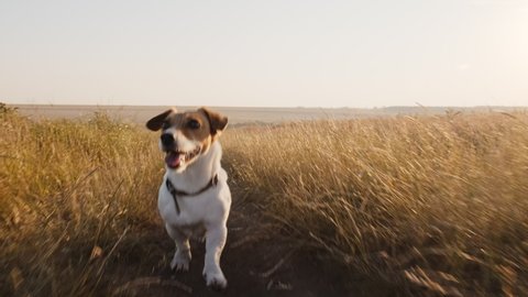 Dog Jack Russell Terrier walk Wheat Field in field with grass on country road sticking out his tongue with his owner in summer in sun at sunset slow motion. Dog runs quickly in meadow. Pet. Love
