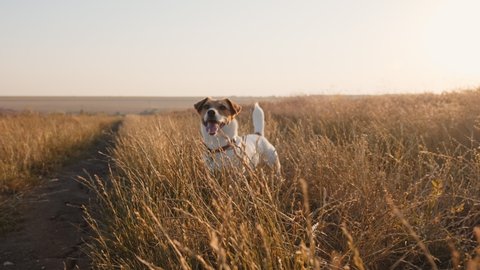 Dog Jack Russell Terrier on walk in field golden wheat with grass on country road sticking out his tongue with his owner in summer in sun at sunset slow motion. Dog runs quickly in meadow. Pets. Love
